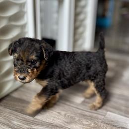 Girl 4 - Black and tan female Airedale Terrier puppy in Branch, Michigan from Aim High Airedales & German Shorthaired Pointers