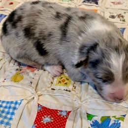 Justice - Blue merle male Australian Shepherd puppy in Zeeland, Michigan from Apple Ridge AKC Aussies