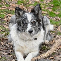 Border Collies from Shining C Border Collies