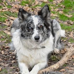 Border Collies from Shining C Border Collies