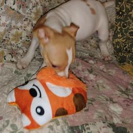Peaches and Cream - White and apricot female Rat Terrier puppy in Mariposa, California from Usona Rat Terriers