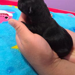 Rocky - Black male Scottish Terrier puppy in Mount Vernon, Washington from Scottish Terrier Sandra T