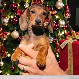 Hannah - Red female Dachshund puppy in Mountain Grove, Missouri from Blueprint K9 Dachshunds- www.BlueprintK9.com