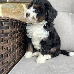 Bonnie - Tri-color female Bernedoodle puppy in Holtwood, Pennsylvania from Country Ridge Puppies
