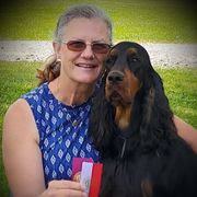 Paris - Gordon Setter