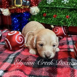 Holly - Cream female Dachshund puppy in Janesville, California from Elysian Creek Doxies