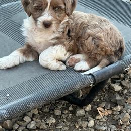 Boy 3 - Brown merle male Aussiedoodle puppy in Hillsboro, Illinois from Perfect Paws Puppies