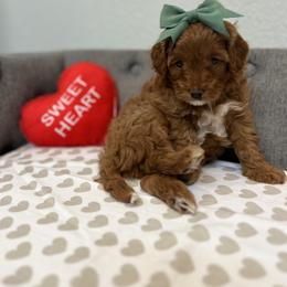 Cavapoo Puppies from My QT Doodles