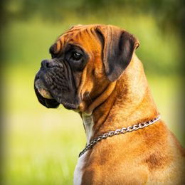 Penny - Boxer