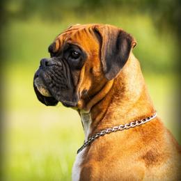 Penny - Boxer