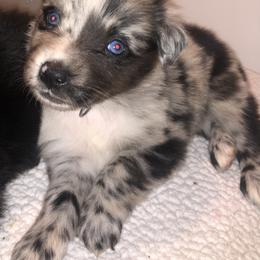 Australian Shepherd Puppies from Wagon Wheel Aussies