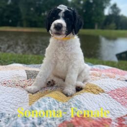Sonoma - Parti female Poodle puppy in West Monroe, Louisiana from Diamond M Poodles and Doodles