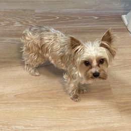 Max - Yorkshire Terrier
