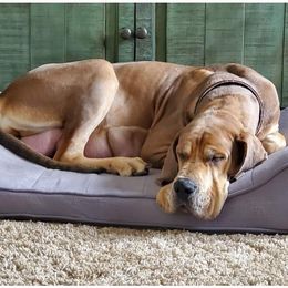 Raven - Great Dane