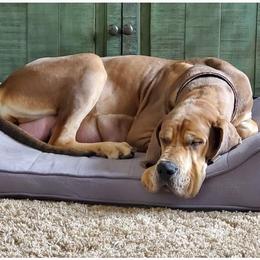 Raven - Great Dane