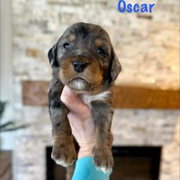 Oscar - Merle male Bernedoodle puppy in Midland, Michigan from Northern Charm Farm