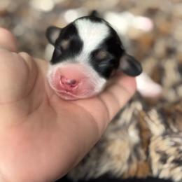 Colby - Black and cream male Dachshund puppy in Lincoln, California from ForeversEdge Doxies