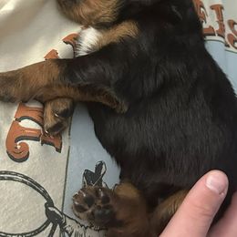 Gordon Setter Puppies from Jackie Watson
