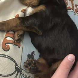 Gordon Setter Puppies from Jackie Watson