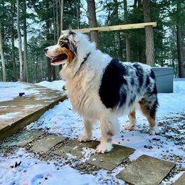 Australian Shepherd Puppies from Wild Meadow’s Aussies