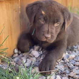 Labrador Retrievers and Samoyeds from Carefree Samoyeds & Deserthills Labradors
