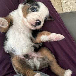 Miniature Australian Shepherd Puppies from Elsa’s lil Wiggle Butts