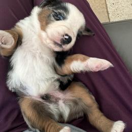Miniature Australian Shepherd Puppies from Elsa’s lil Wiggle Butts