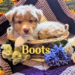 Australian Shepherd Puppies from Sage House Pups