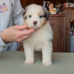 Butterfly - Australian Shepherd puppy from Saddle Peak Aussies