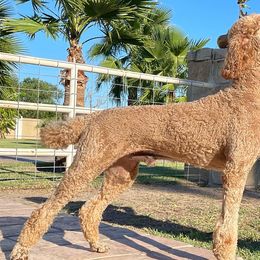 Poodles from South Padre Poodles