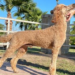 Poodles from South Padre Poodles