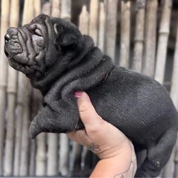 Willey - Black female Chinese Shar-Pei puppy in Lehigh Acres, Florida from Florida Wrinkles