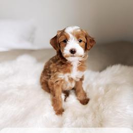 777 - Red  male Goldendoodle puppy in Syracuse, Indiana from The Doodle Cove