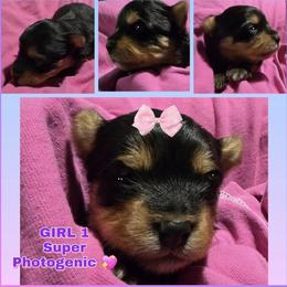 Girl 1 - Black and tan female Yorkshire Terrier puppy in Gatesville, Texas from Schultz Yorkies byGrace