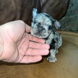 French Bulldog and Labrador Retriever Puppies from Desiree Ortiz's French Bull Dogs and Labrador Retrievers
