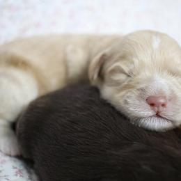 Cockapoo Puppies from Darling Doodles