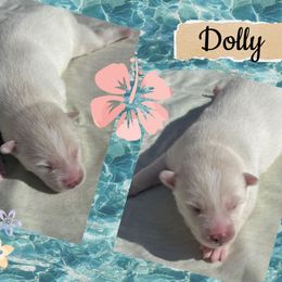 Dolly Parton - White female Pomsky puppy in Venus, Pennsylvania from Hemlock Pines Pomsky