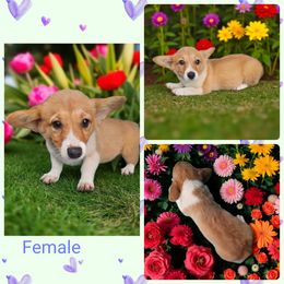 Female 3 - Red female Pembroke Welsh Corgi puppy in Unicoi, Tennessee from Unaka Mountain Corgis