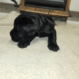 Black Boy - Black male Giant Schnauzer puppy in Moberly, Missouri from Tseekhah (Complete Darkness) Kennel