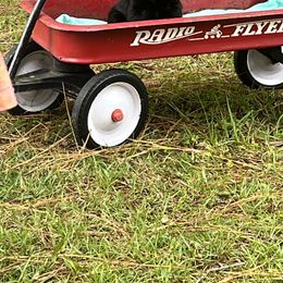 Giant Schnauzer Puppies from Giant Strides Giants