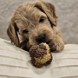 Goldendoodle Puppies from Pemberley Puppies