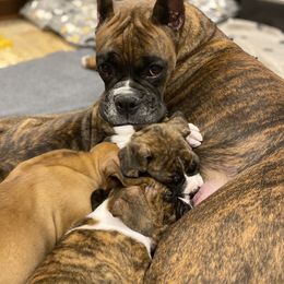 Boxer Puppies from Fineview Boxers