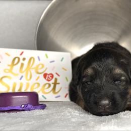 Xiva - Purple - Black and red female German Shepherd puppy in Iola, Wisconsin from DeFelice's German Shepherds