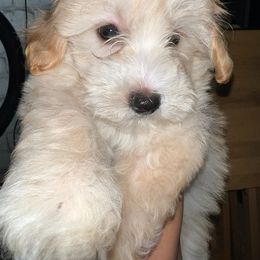 Maltipoo Puppies from Illy Loves Bailey