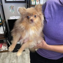 Anna - Pomeranian