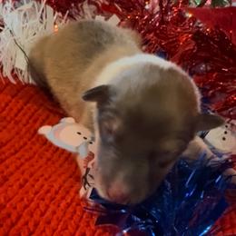 Dasher - Sable and white male Collie puppy in Morocco, Indiana from Collegiate Bassets and Rheign Collies