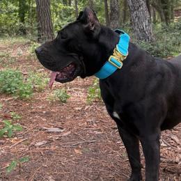 Gamora - Black female Perro de Presa Canario puppy in Houston, Texas from Space City Presas