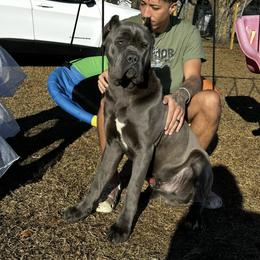Dinero - Cane Corso