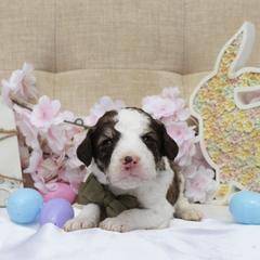 Rocket - White and gold male Bordoodle puppy in Ashland, Ohio from Cherry Blossom Doodles