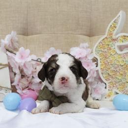Rocket - White and gold male Bordoodle puppy in Ashland, Ohio from Cherry Blossom Doodles